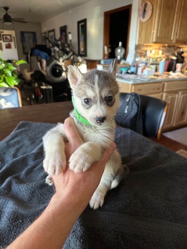 Siberian Husky Puppies media 7