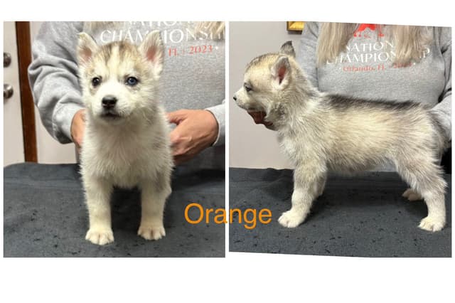 Siberian Husky Puppies media 9