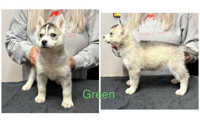 Siberian Husky Puppies media 10