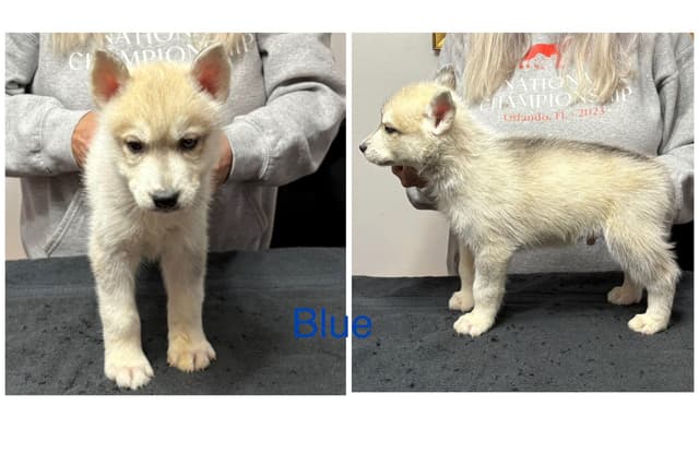 Siberian Husky Puppies media 11
