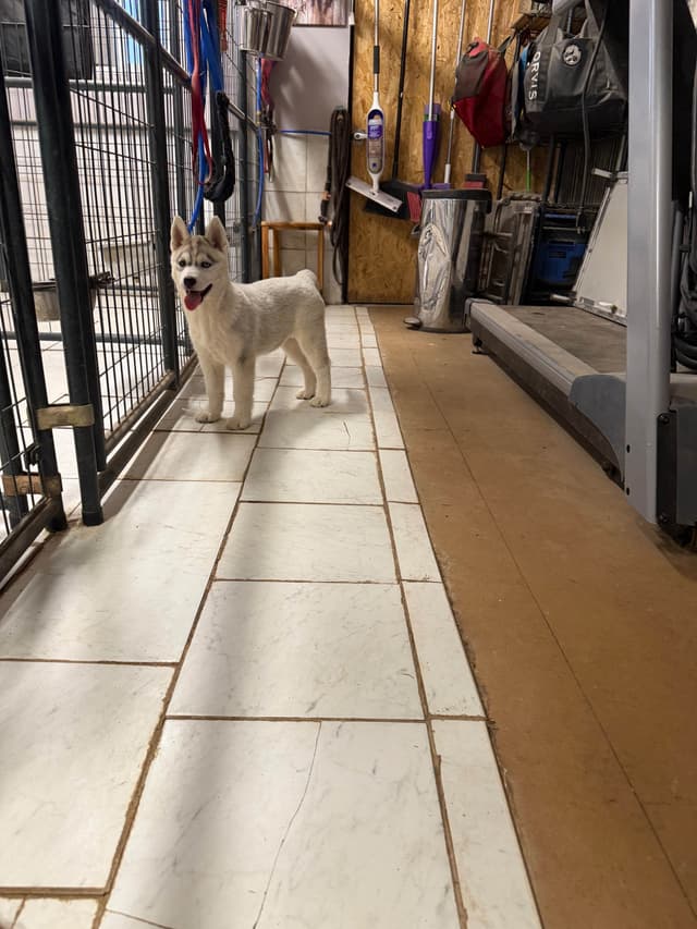 Siberian Husky Puppies media 12