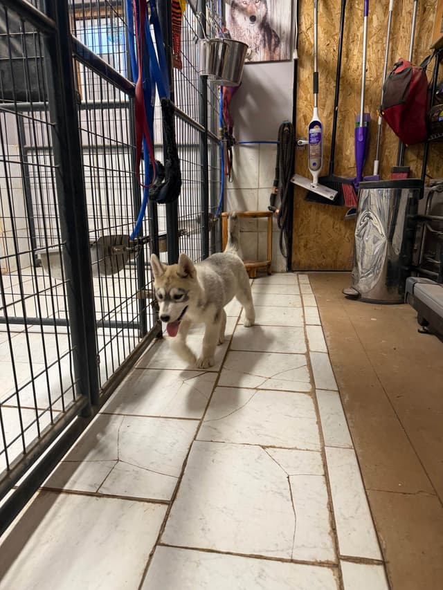 Siberian Husky Puppies media 13