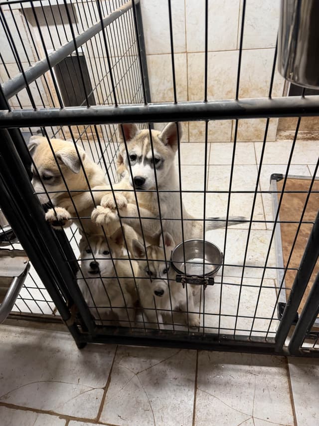 Siberian Husky Puppies media 15