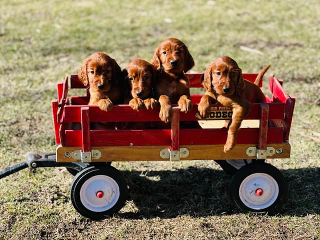 Irish Setter Puppies media 2