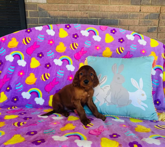 Irish Setter Puppies media 3