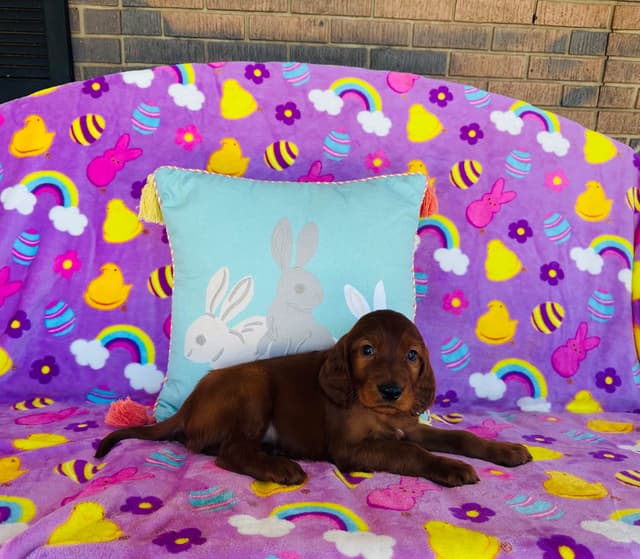 Irish Setter Puppies media 4