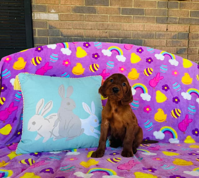 Irish Setter Puppies media 5