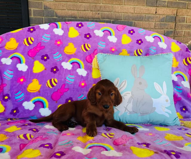 Irish Setter Puppies media 6