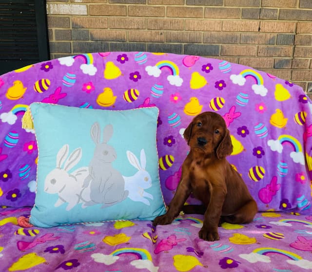 Irish Setter Puppies media 7