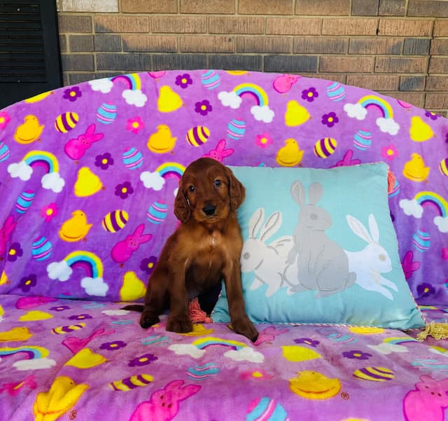 Irish Setter Puppies media 9