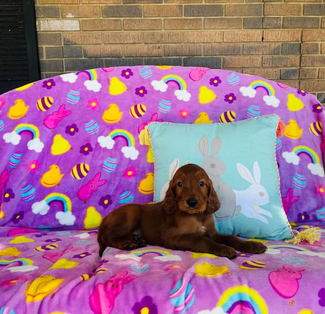Irish Setter Puppies media 10