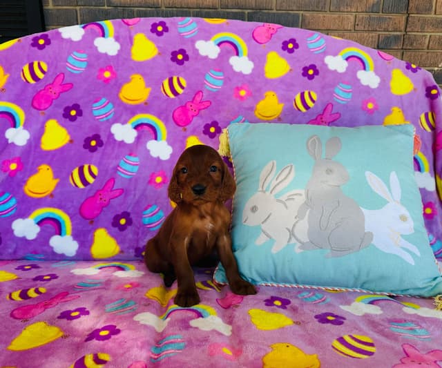 Irish Setter Puppies media 11