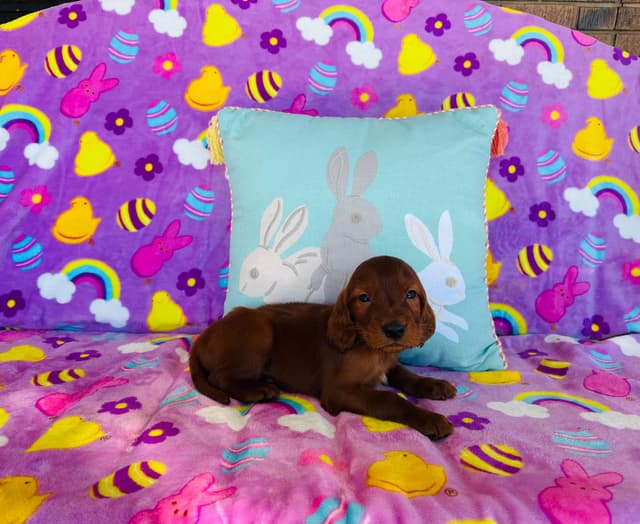 Irish Setter Puppies media 12