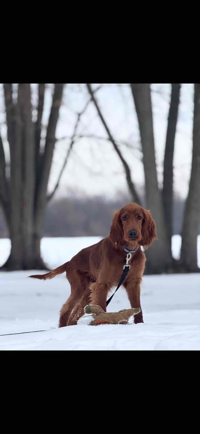 Irish Setter Puppies media 13