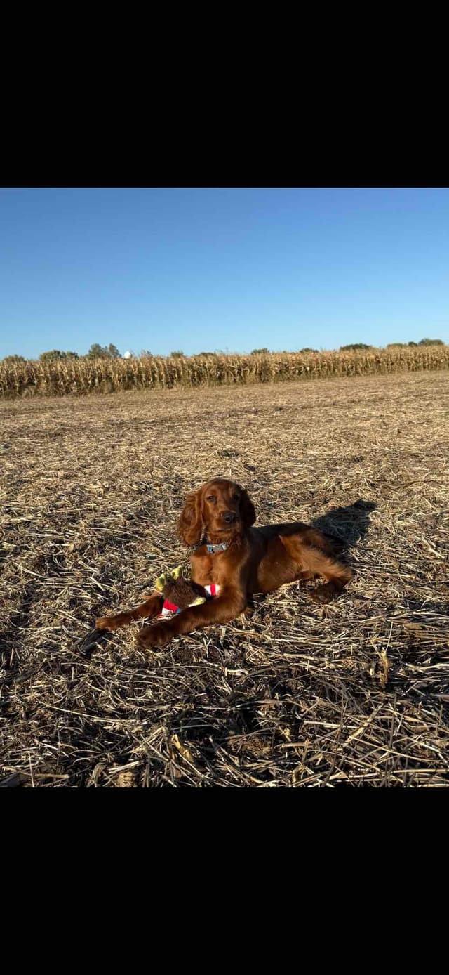 Irish Setter Puppies media 14