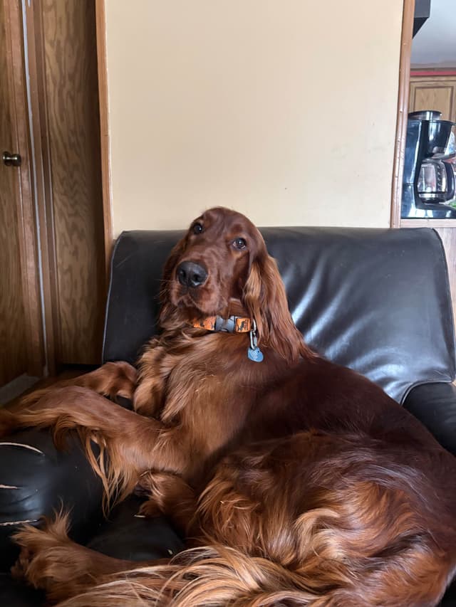 Irish Setter Puppies media 15