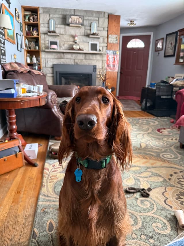 Irish Setter Puppies media 16