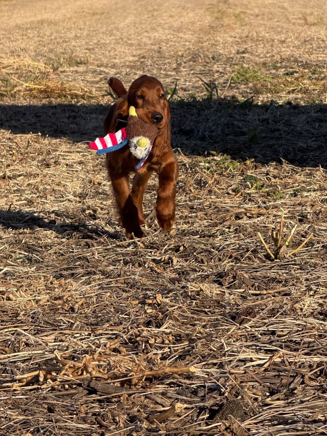 Irish Setter Puppies media 17