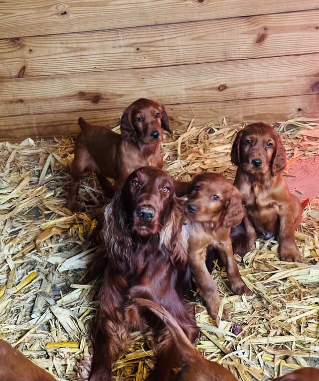 Irish Setter Puppies media 18