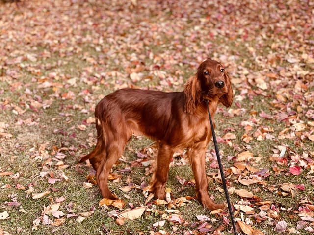 Irish Setter Puppies media 19