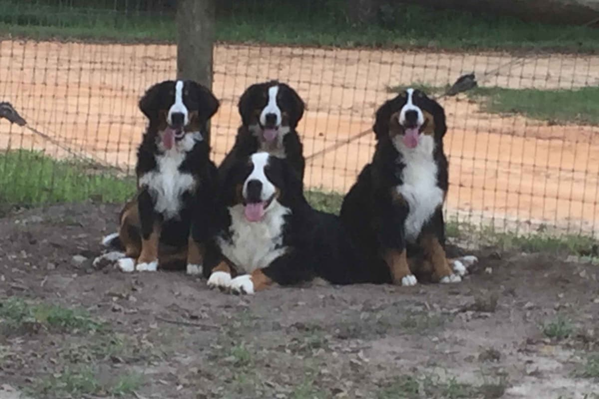 Bernese Mountain Dog Puppies breeder image 3