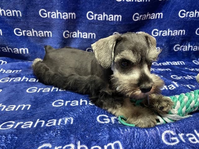 Miniature Schnauzer Puppies media 2