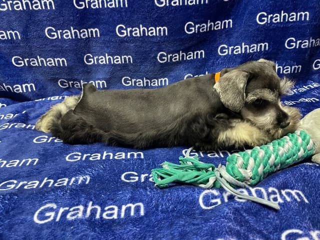 Miniature Schnauzer Puppies media 3