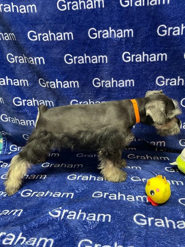 Miniature Schnauzer Puppies media 4