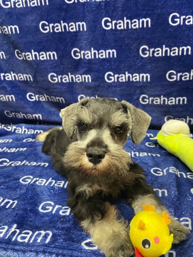 Miniature Schnauzer Puppies media 5