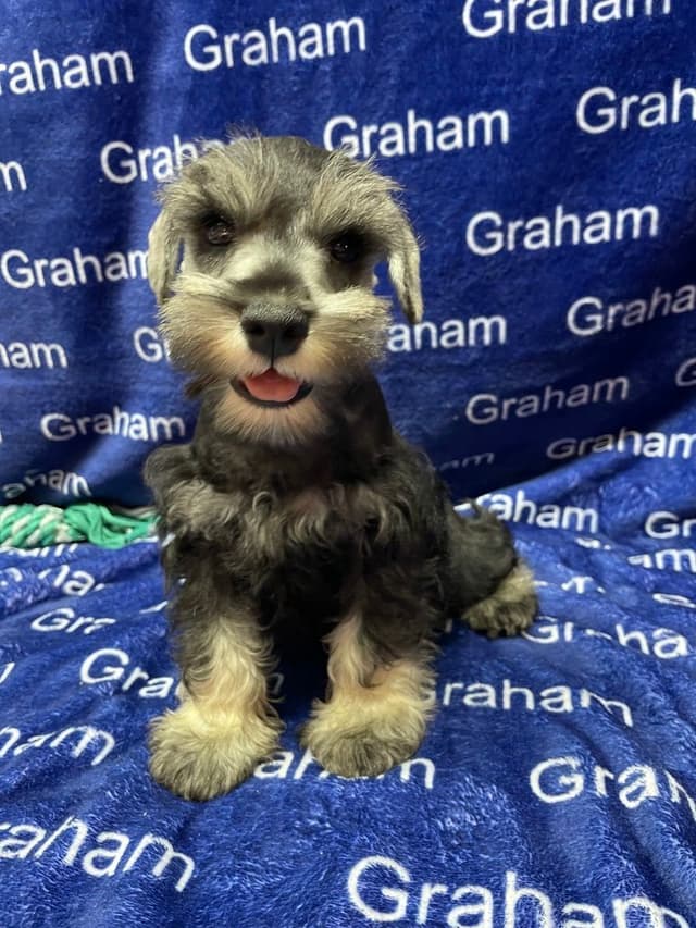 Miniature Schnauzer Puppies media 6