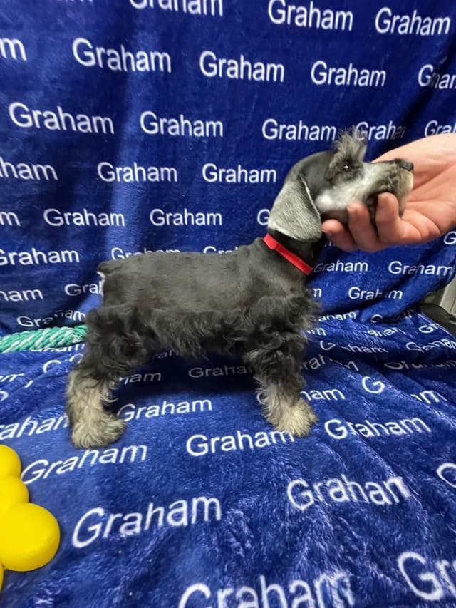 Miniature Schnauzer Puppies media 7