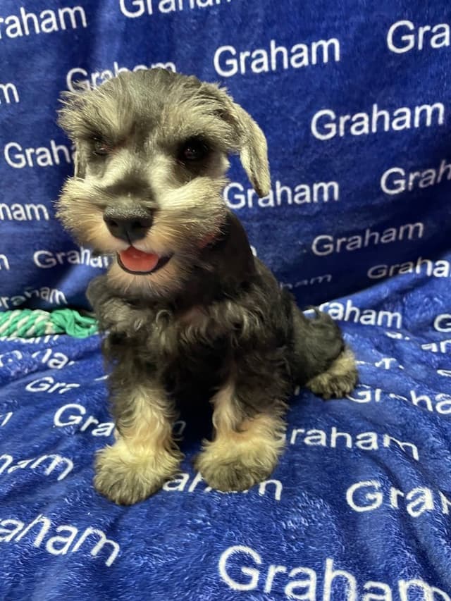 Miniature Schnauzer Puppies media 8