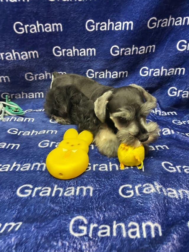 Miniature Schnauzer Puppies media 9