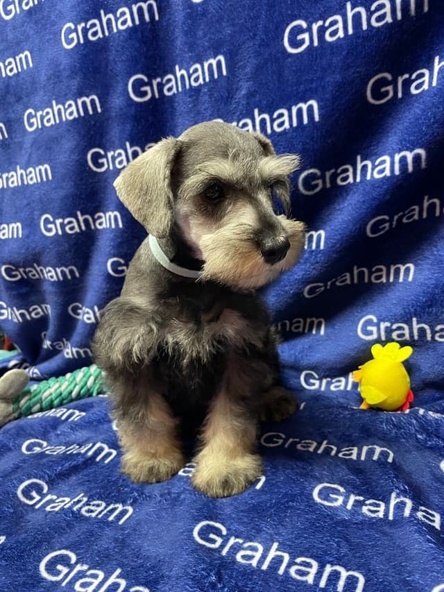 Miniature Schnauzer Puppies media 10