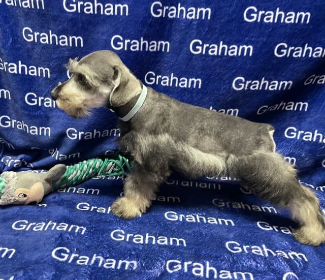 Miniature Schnauzer Puppies media 11
