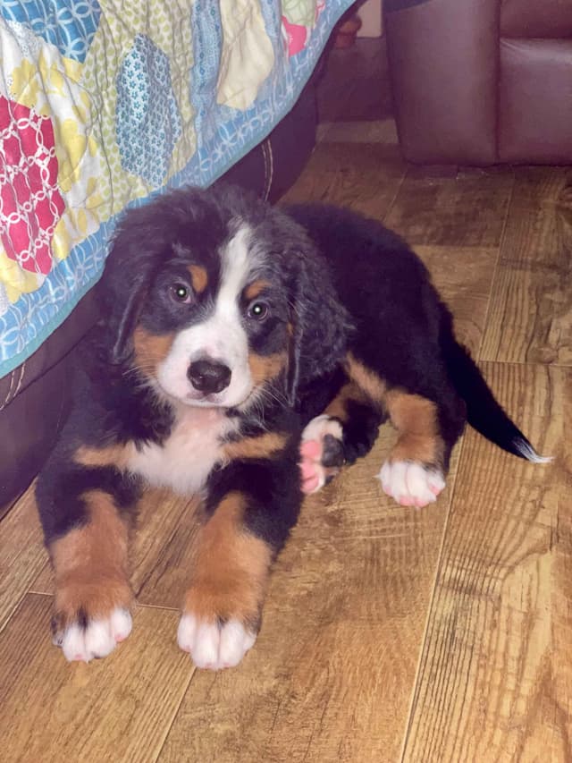 Bernese Mountain Dog Puppies media 5