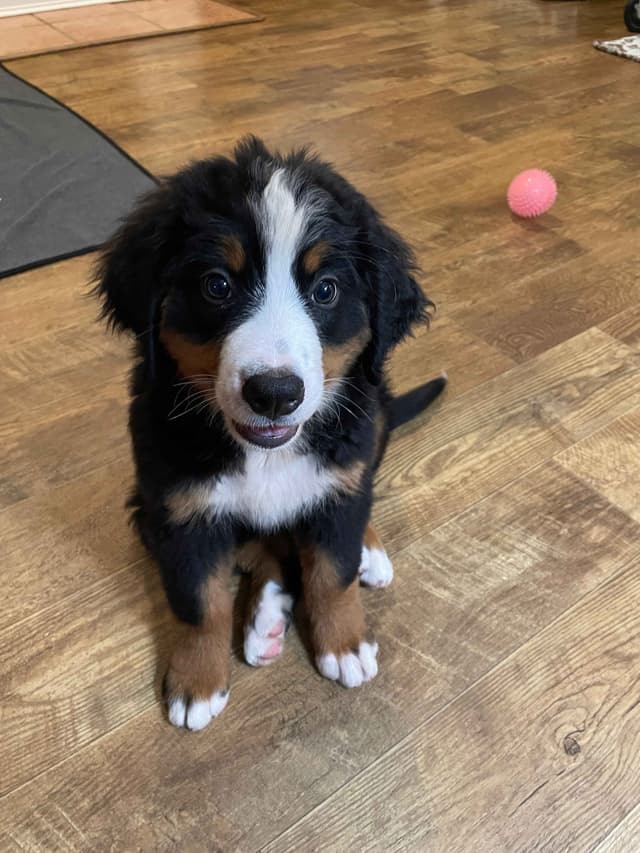 Bernese Mountain Dog Puppies media 6