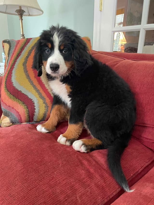 Bernese Mountain Dog Puppies media 2