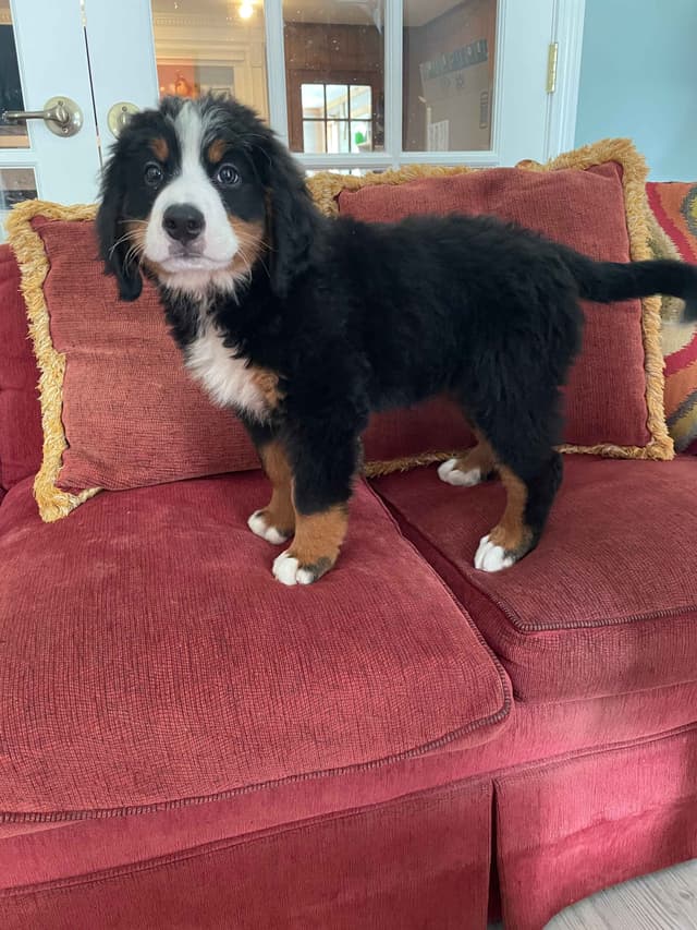 Bernese Mountain Dog Puppies media 3