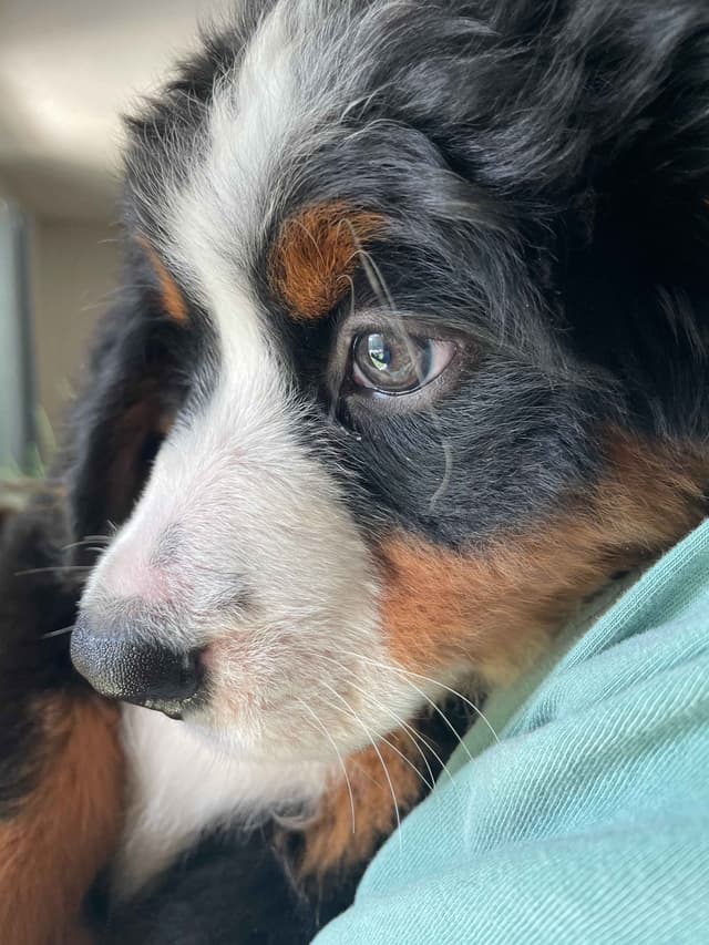Bernese Mountain Dog Puppies media 7