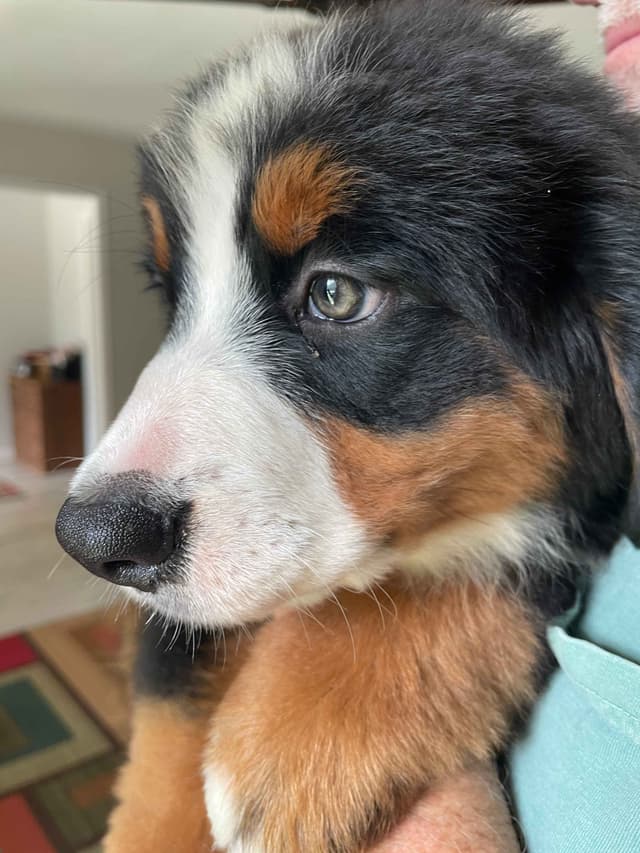 Bernese Mountain Dog Puppies media 8