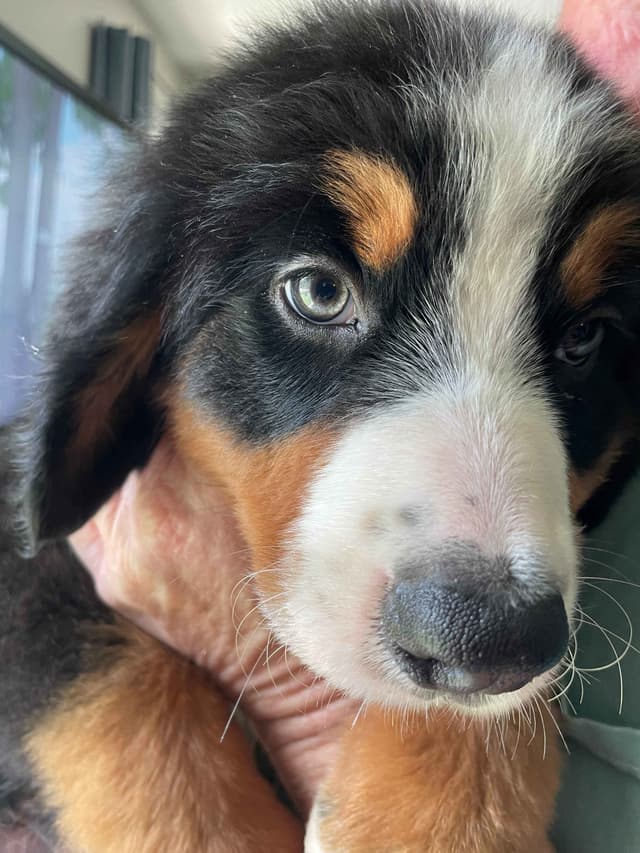 Bernese Mountain Dog Puppies media 9