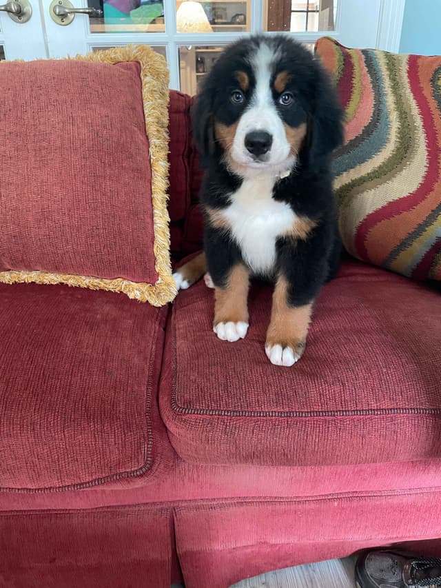 Bernese Mountain Dog Puppies media 4