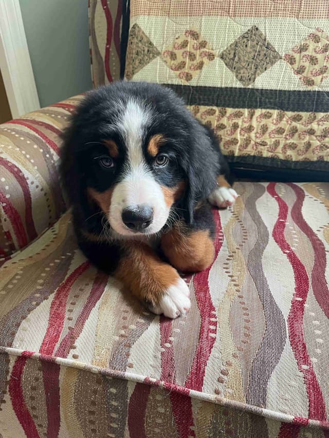 Bernese Mountain Dog Puppies media 10