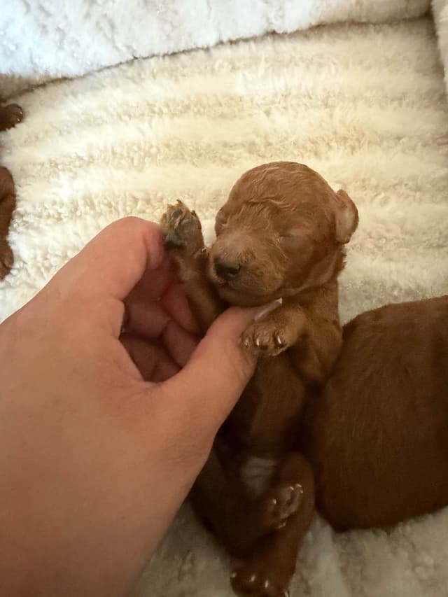 Red Toy Poodle Puppies!!!! media 2