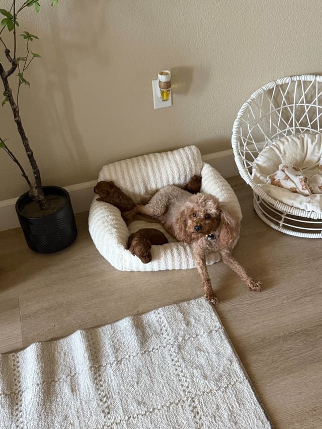 Red Toy Poodle Puppies!!!! media 5