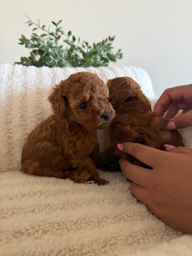 Red Toy Poodle Puppies!!!! media 6
