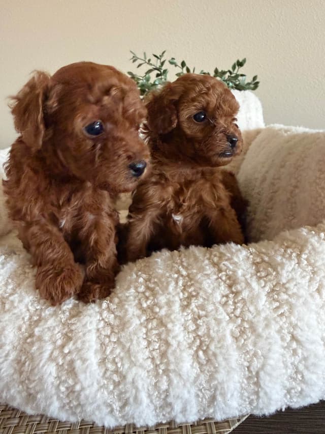 Red Toy Poodle Puppies!!!! media 3