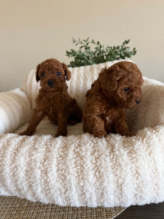 Red Toy Poodle Puppies!!!! media 7