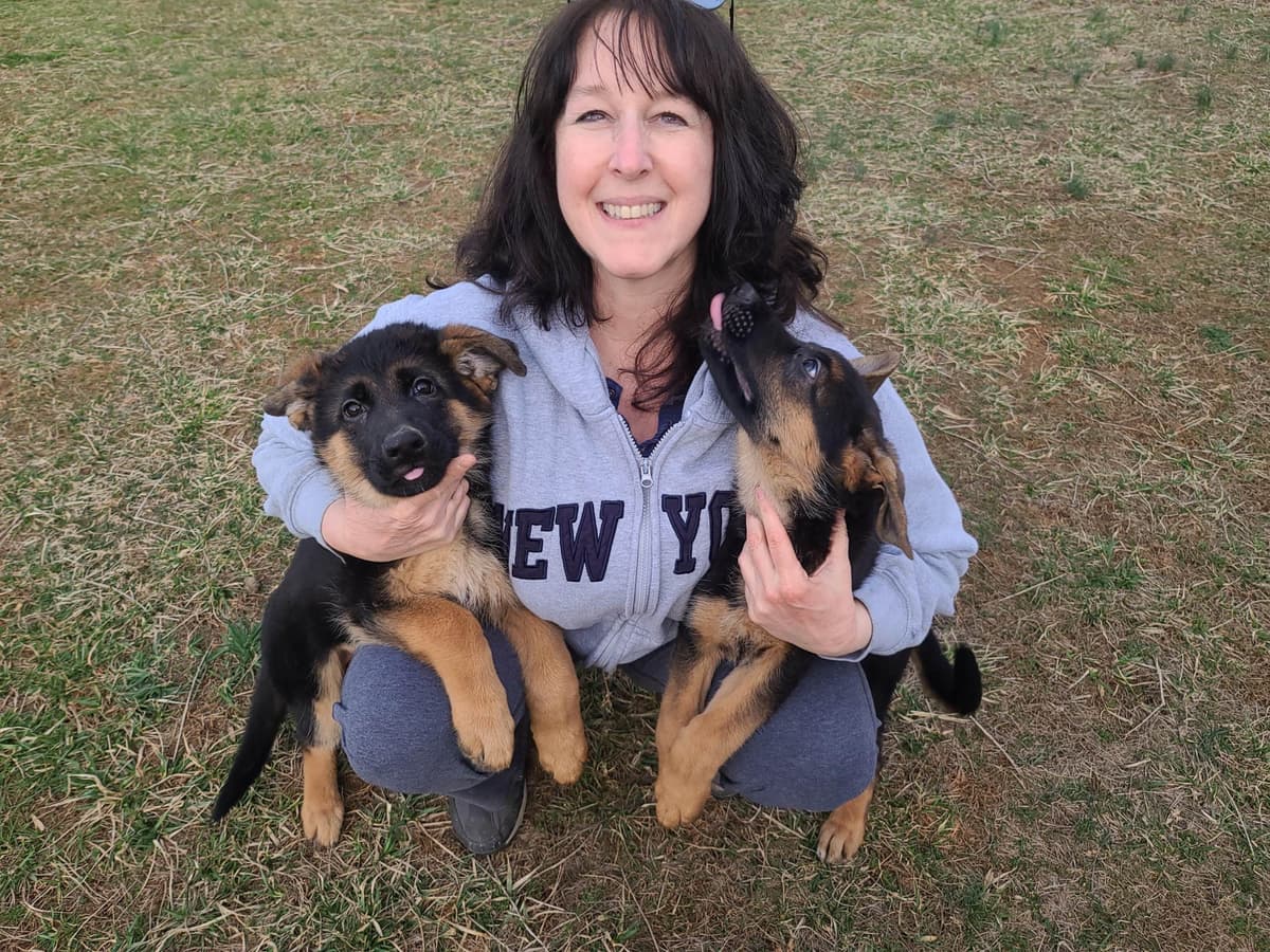 German Shepherd Dog Puppies breeder image 1